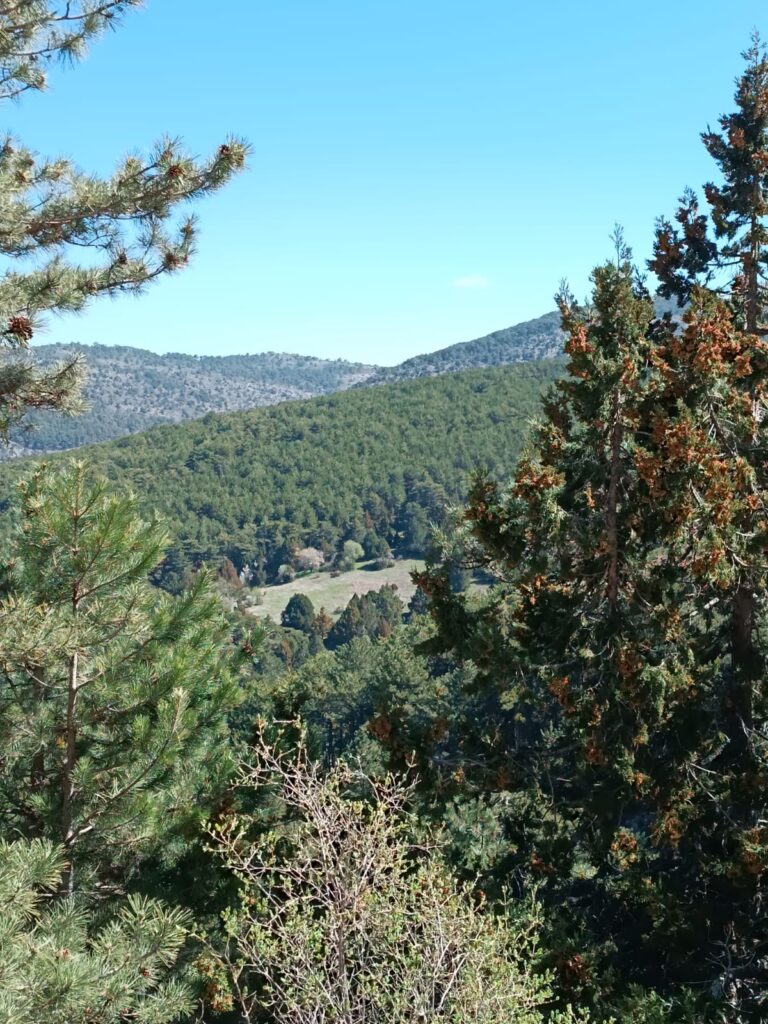 IMG-20241205-WA0062